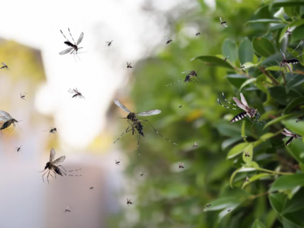 Mosquitos